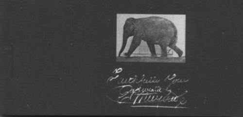 Eadweard Muybridge - Elephant Walking