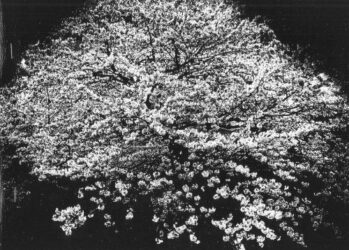Daido Moriyama &ndash; Flowers