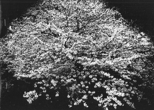 Daido Moriyama &ndash; Flowers