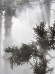 Ben Thorp Brown - Cura's Garden