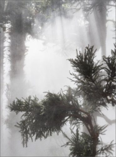 Ben Thorp Brown - Cura's Garden