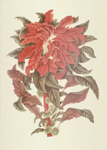 Notebook Selected Flowers, Fruit and Foliage from the Island of Java