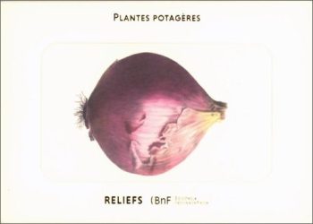 Album Vilmorin: Plantes Potageres