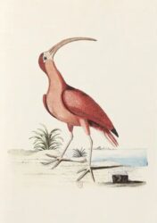 Notebook Collection of Various Birds