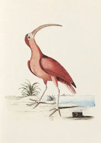 Notebook Collection of Various Birds