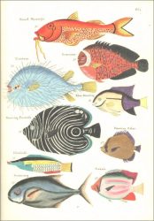 Notebook Fishes and Crabs